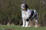 BERGER AUSTRALIEN PUPPIES 398